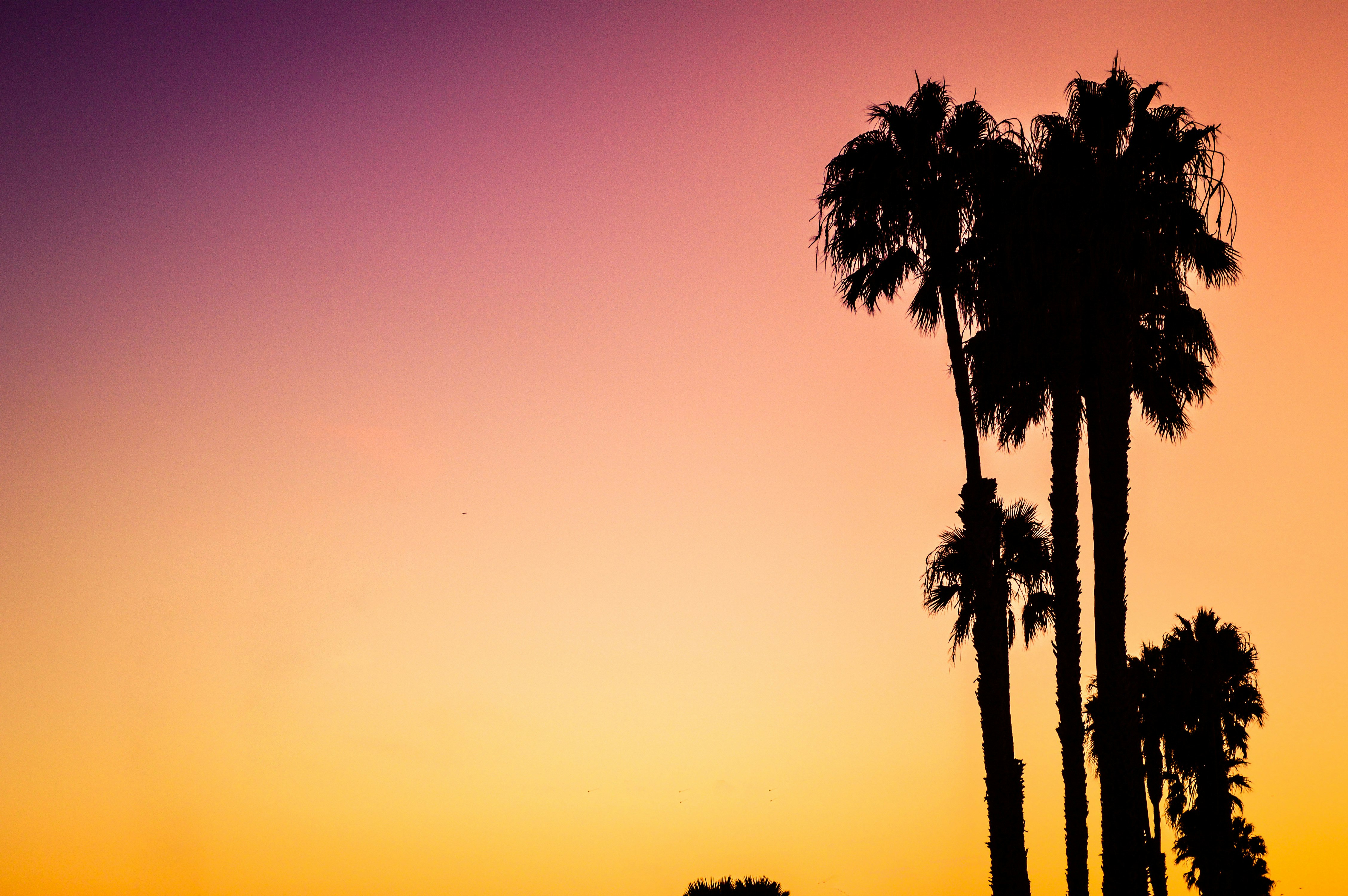 silhouette photo of palm trees during sunset